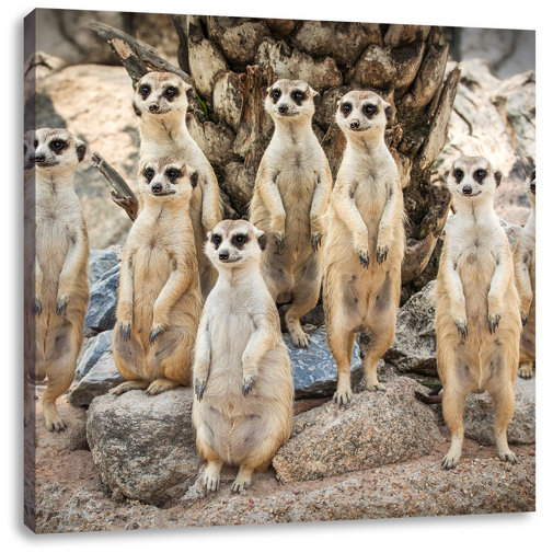 East Urban Home Leinwandbild Lustige Erdmännchen | Wayfair.de